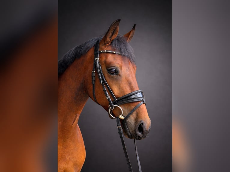 Westfale Wallach 4 Jahre Brauner in Vellmar