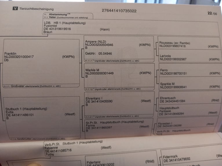 Westfale Wallach 4 Jahre  in Lüdinghausen