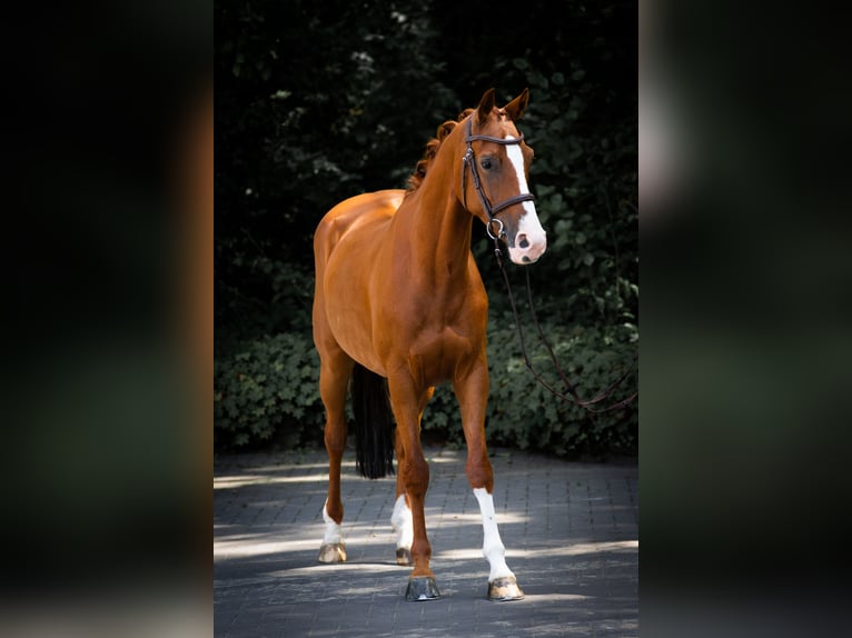 Westfale Wallach 5 Jahre 155 cm Fuchs in Horstmar