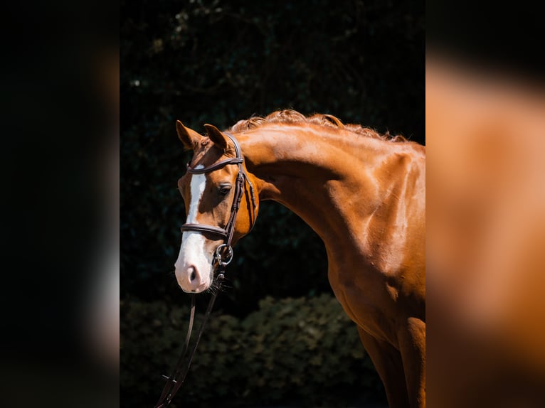 Westfale Wallach 5 Jahre 155 cm Fuchs in Horstmar
