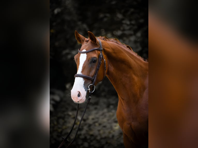 Westfale Wallach 5 Jahre 155 cm Fuchs in Horstmar