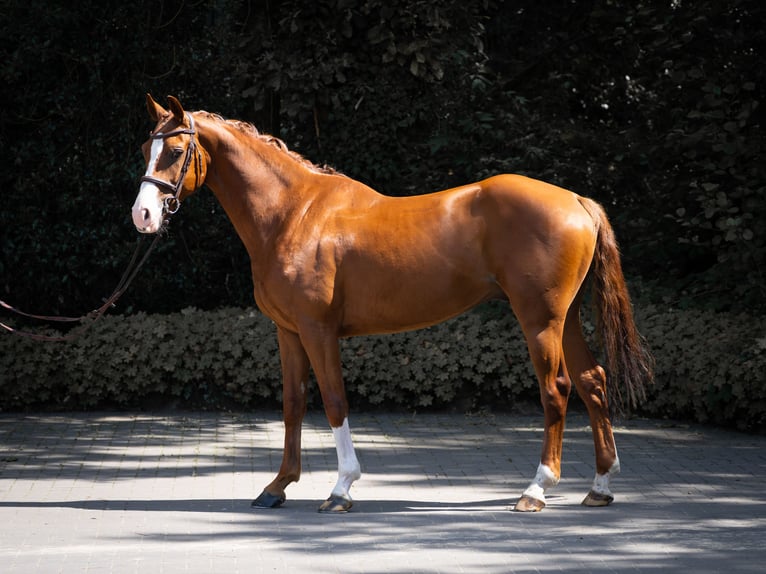 Westfale Wallach 5 Jahre 155 cm Fuchs in Horstmar