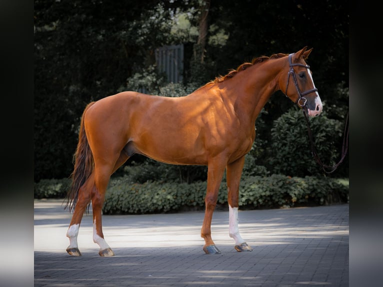 Westfale Wallach 5 Jahre 155 cm Fuchs in Horstmar