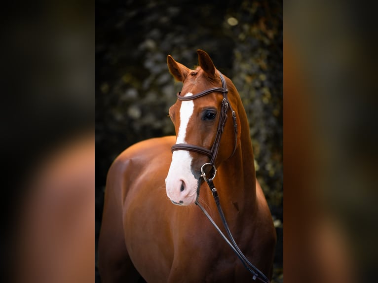 Westfale Wallach 5 Jahre 155 cm Fuchs in Horstmar