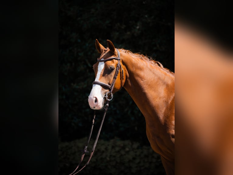 Westfale Wallach 5 Jahre 155 cm Fuchs in Horstmar
