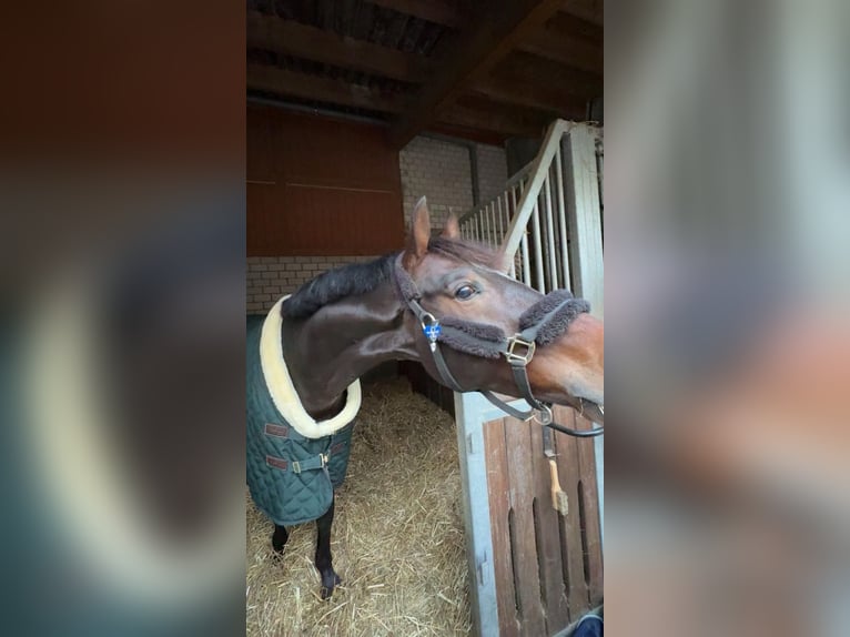 Westfale Wallach 5 Jahre 159 cm Schwarzbrauner in Mülheim an der Ruhr