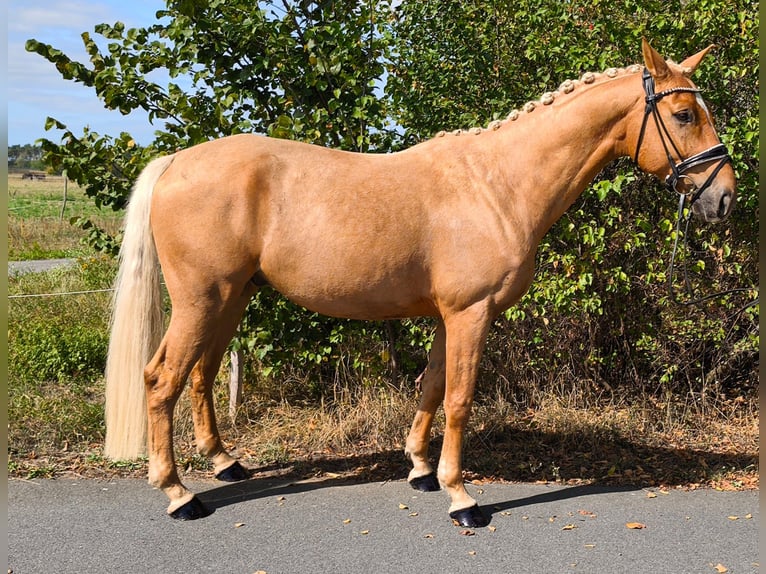 Westfale Wallach 5 Jahre 160 cm Palomino in Trebbin OT Thyrow