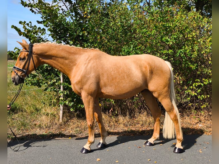 Westfale Wallach 5 Jahre 160 cm Palomino in Trebbin OT Thyrow