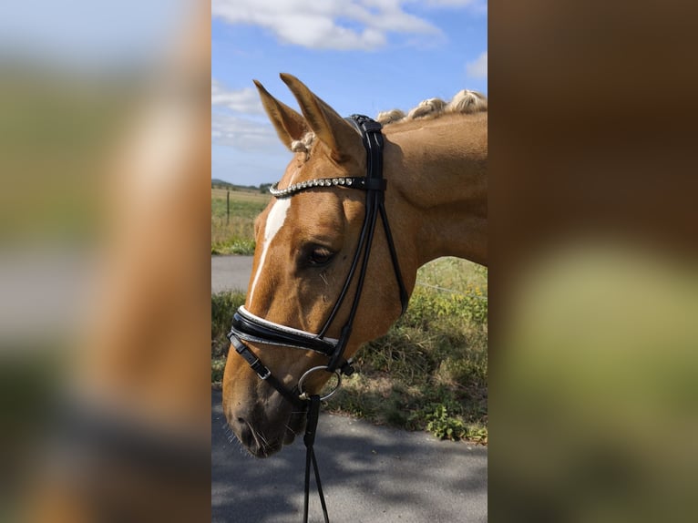 Westfale Wallach 5 Jahre 160 cm Palomino in Trebbin OT Thyrow