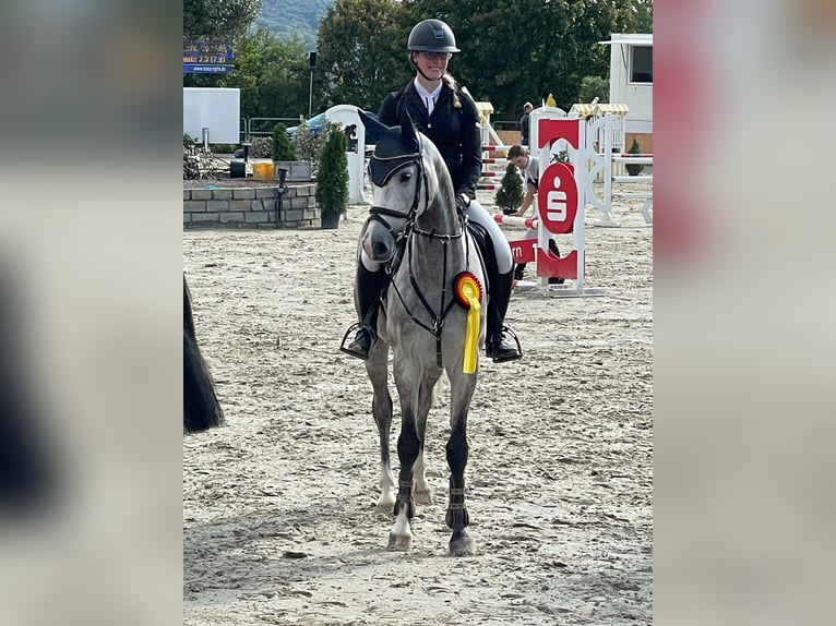 Westfale Wallach 5 Jahre 160 cm Schimmel in Meschede