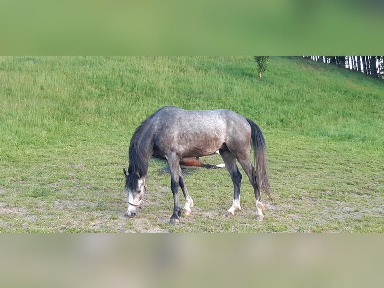 Westfale Wallach 5 Jahre 160 cm Schimmel in Meschede