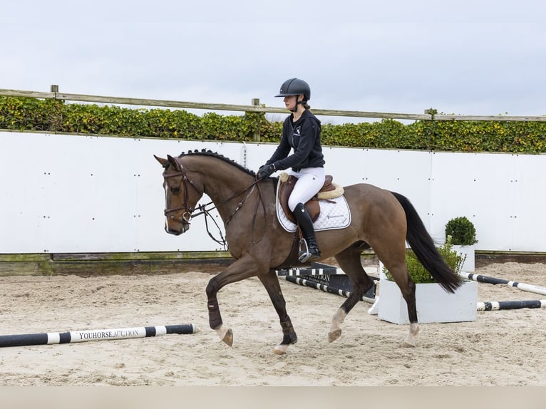 Westfale Wallach 5 Jahre 161 cm Brauner in Waddinxveen