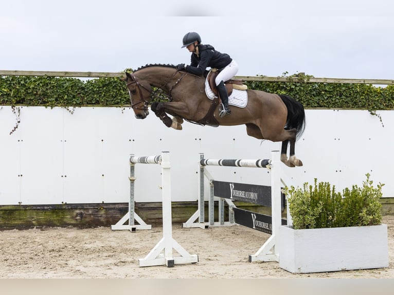 Westfale Wallach 5 Jahre 161 cm  in Waddinxveen