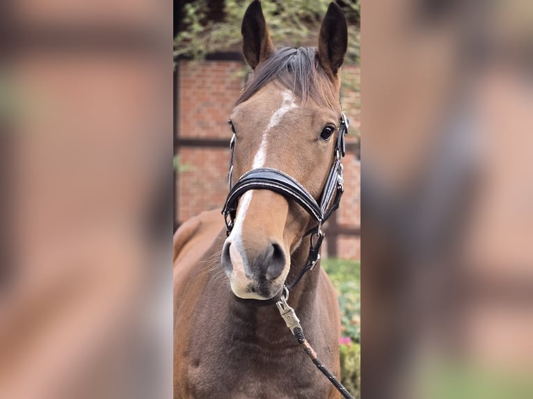 Westfale Wallach 5 Jahre 162 cm Brauner in Warendorf