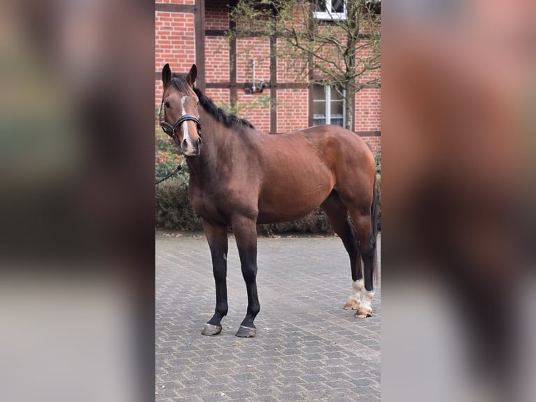 Westfale Wallach 5 Jahre 162 cm Brauner in Warendorf