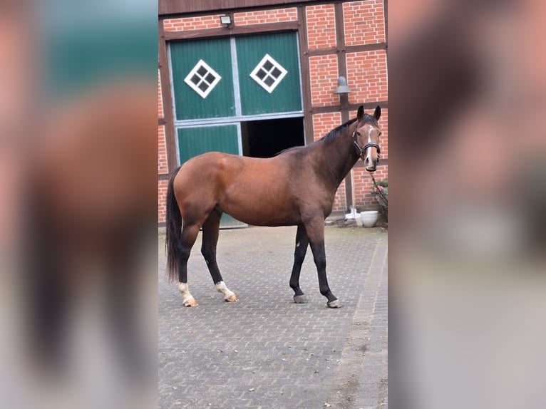 Westfale Wallach 5 Jahre 162 cm Brauner in Warendorf