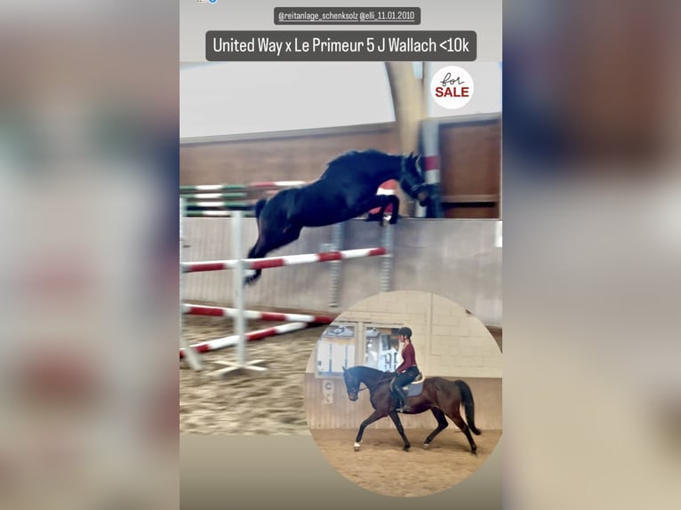 Westfale Wallach 5 Jahre 162 cm Brauner in Schenklengsfeld