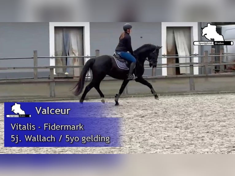 Westfale Wallach 5 Jahre 162 cm Rappe in Gadow