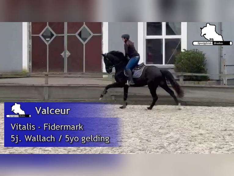 Westfale Wallach 5 Jahre 162 cm Rappe in Gadow