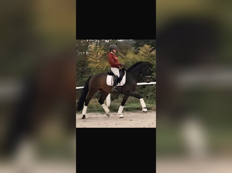 Westfale Wallach 5 Jahre 163 cm Brauner in Much