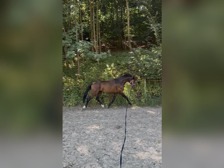 Westfale Wallach 5 Jahre 163 cm Brauner in Hattingen