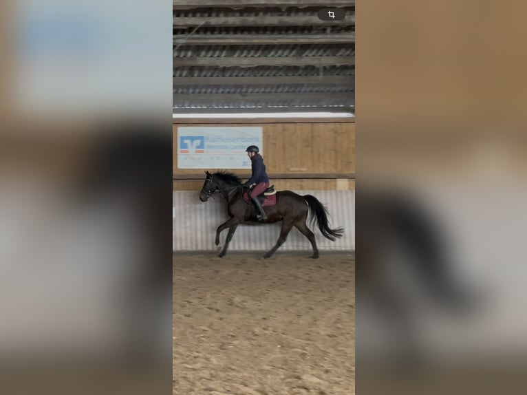 Westfale Wallach 5 Jahre 163 cm Dunkelbrauner in Schenklengsfeld