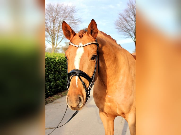 Westfale Wallach 5 Jahre 163 cm Dunkelfuchs in Vechta