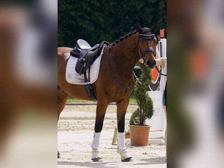 Westfale Wallach 5 Jahre 164 cm Brauner in Geseke