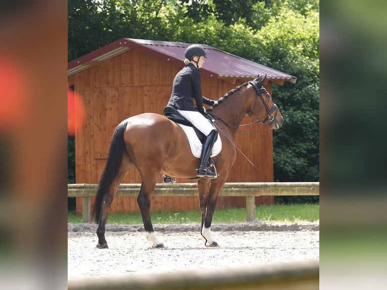 Westfale Wallach 5 Jahre 164 cm Brauner in Geseke