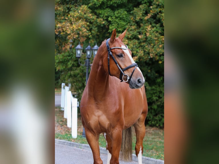 Westfale Wallach 5 Jahre 165 cm Fuchs in Schwäbisch Hall