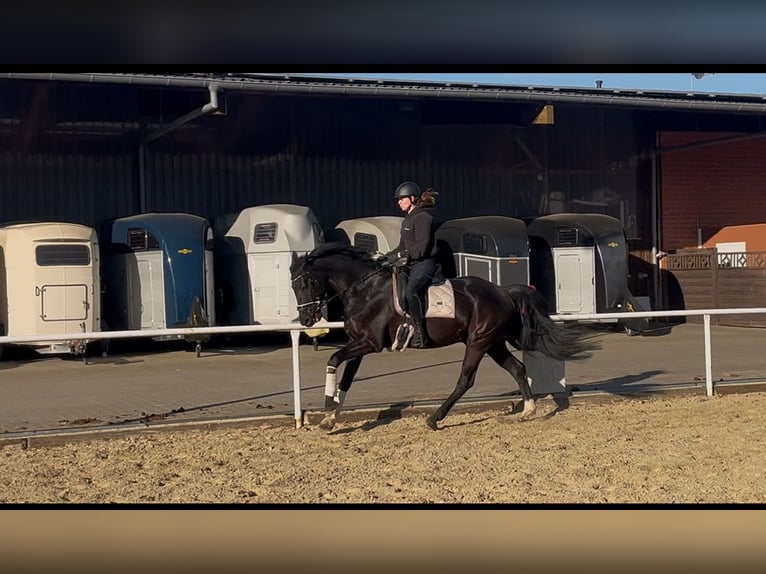 Westfale Wallach 5 Jahre 165 cm Rappe in Bochum