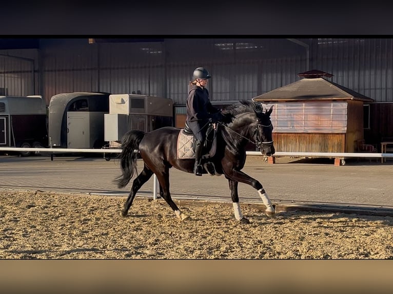 Westfale Wallach 5 Jahre 165 cm Rappe in Bochum