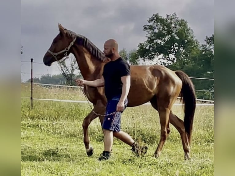 Westfale Wallach 5 Jahre 165 cm Rotfuchs in Gummersbach