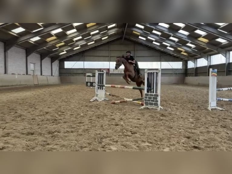 Westfale Wallach 5 Jahre 165 cm Rotfuchs in Gummersbach