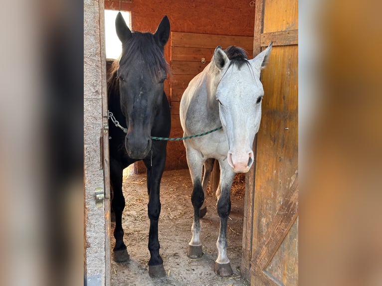 Westfale Wallach 5 Jahre 165 cm Schimmel in Baden