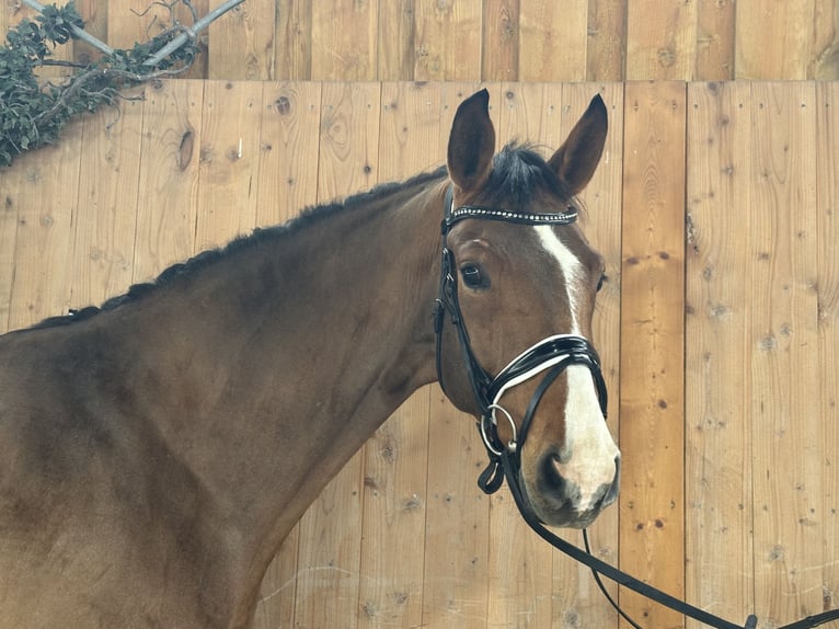 Westfale Wallach 5 Jahre 166 cm Brauner in Riedlingen