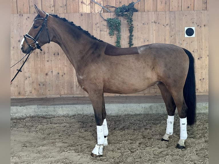 Westfale Wallach 5 Jahre 166 cm Brauner in Riedlingen