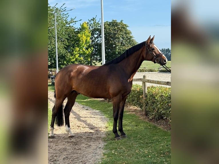 Westfale Wallach 5 Jahre 166 cm Brauner in Bassum