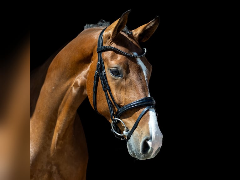 Westfale Wallach 5 Jahre 166 cm Brauner in Rosenheim