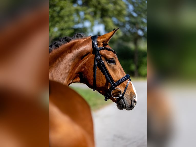 Westfale Wallach 5 Jahre 166 cm Brauner in Rosenheim