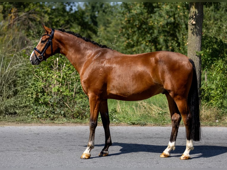 Westfale Wallach 5 Jahre 166 cm Brauner in Rosenheim