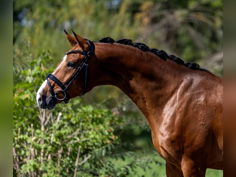 Westfale Wallach 5 Jahre 166 cm Brauner in Rosenheim