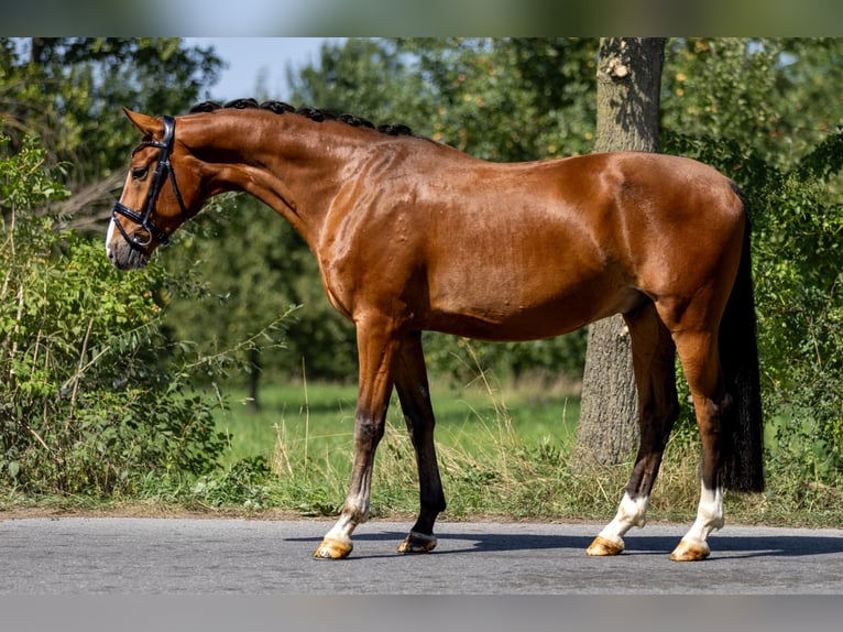 Westfale Wallach 5 Jahre 166 cm Brauner in Rosenheim
