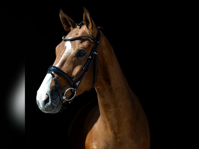 Westfale Wallach 5 Jahre 166 cm Brauner in Rosenheim