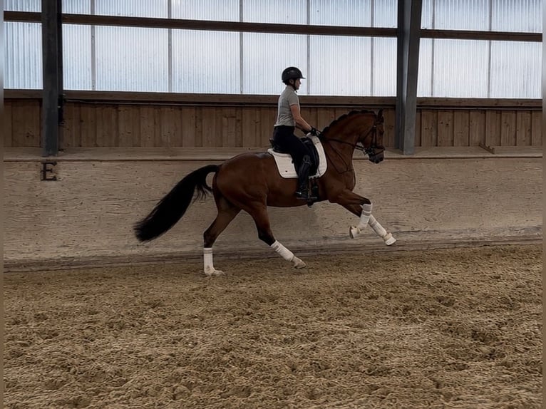 Westfale Wallach 5 Jahre 166 cm Brauner in Rosenheim