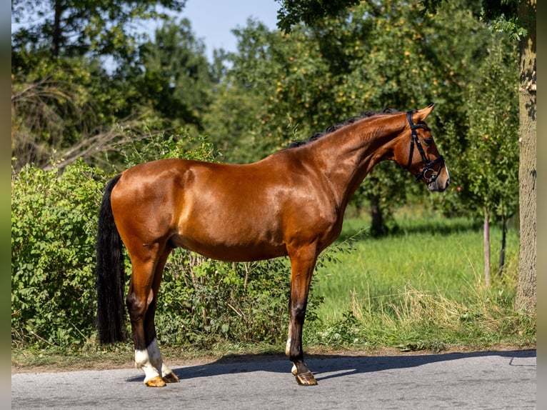 Westfale Wallach 5 Jahre 166 cm Brauner in Rosenheim