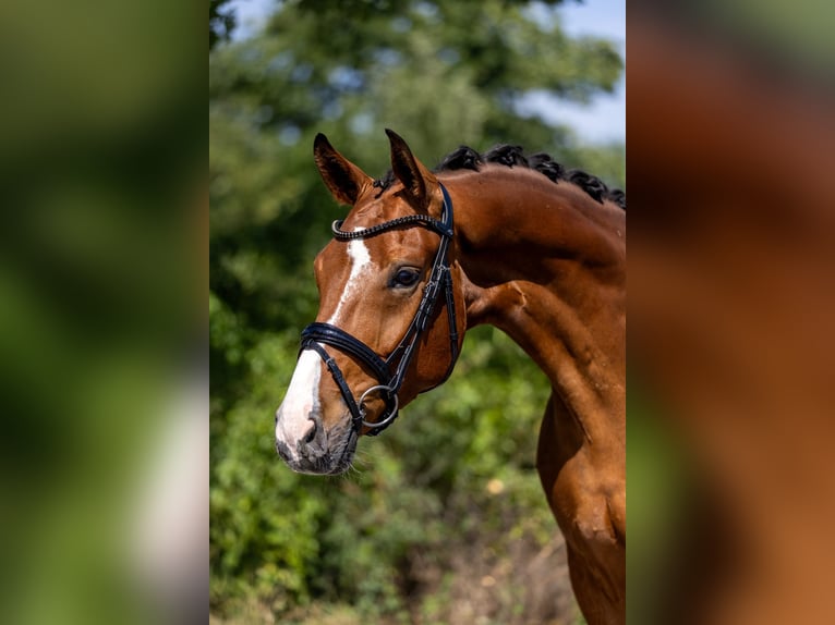 Westfale Wallach 5 Jahre 166 cm Brauner in Rosenheim