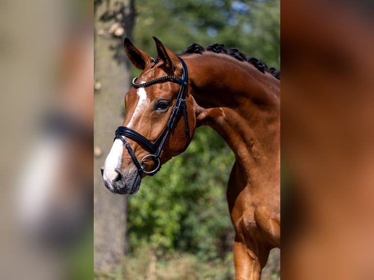 Westfale Wallach 5 Jahre 166 cm Brauner in Rosenheim