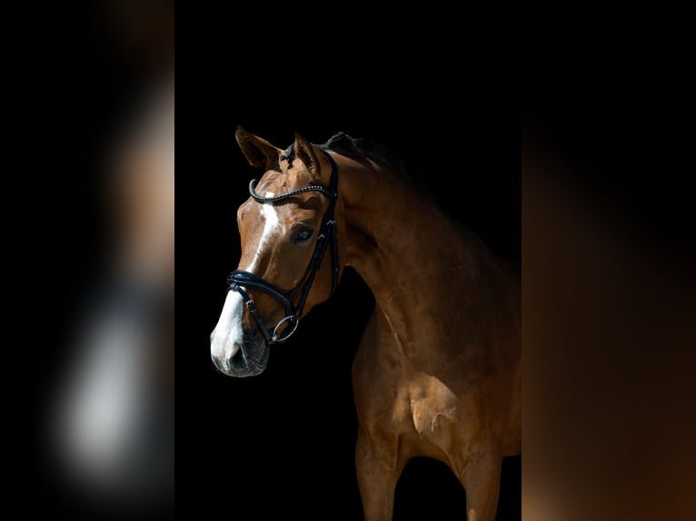 Westfale Wallach 5 Jahre 166 cm Brauner in Rosenheim