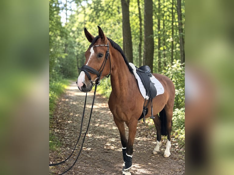 Westfale Wallach 5 Jahre 166 cm Brauner in Rosenheim